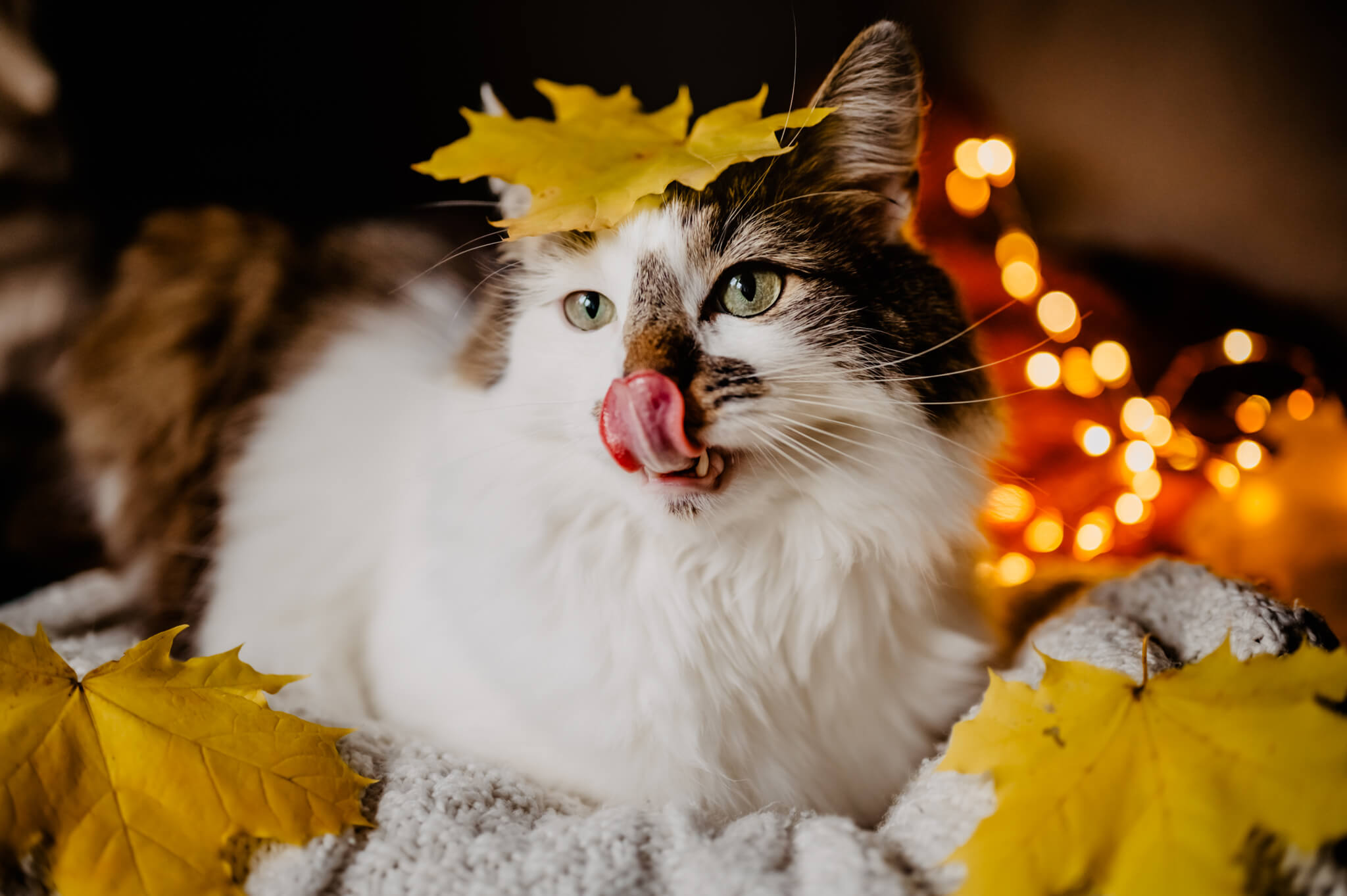 Bisogna seguire ciò che l’animale offre — 6