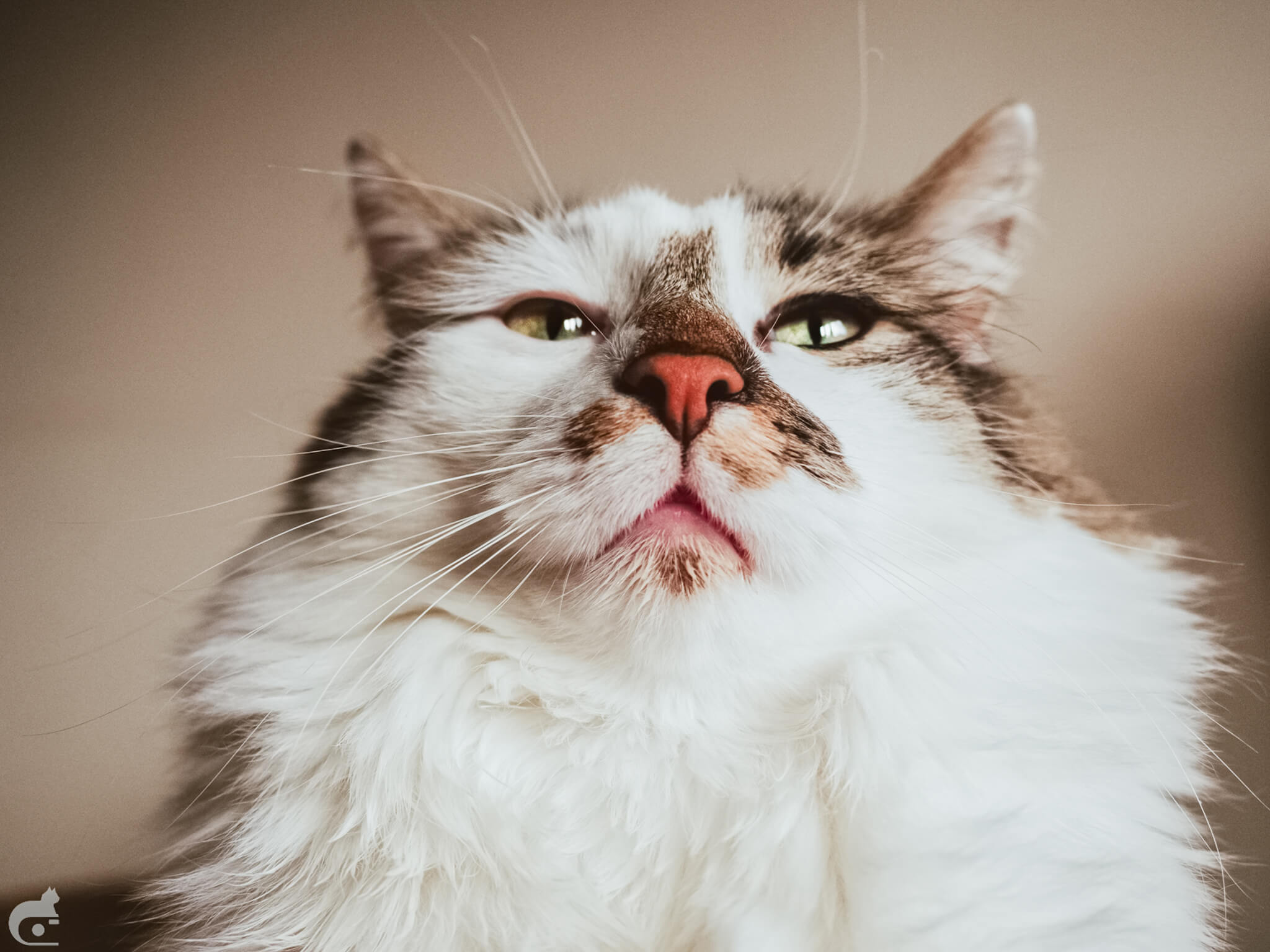 Bisogna seguire ciò che l’animale offre — 2
