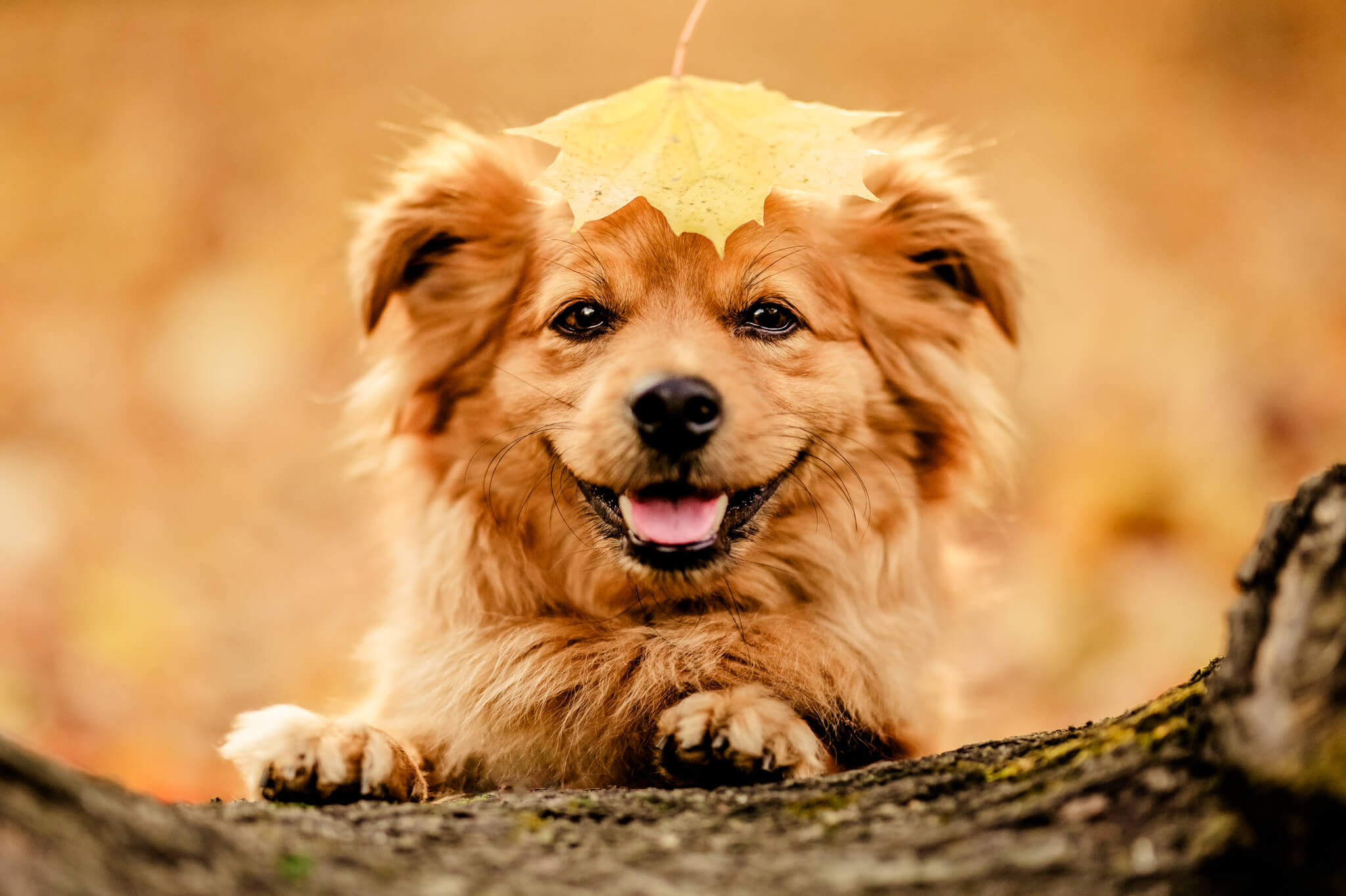 Bisogna seguire ciò che l’animale offre — 7