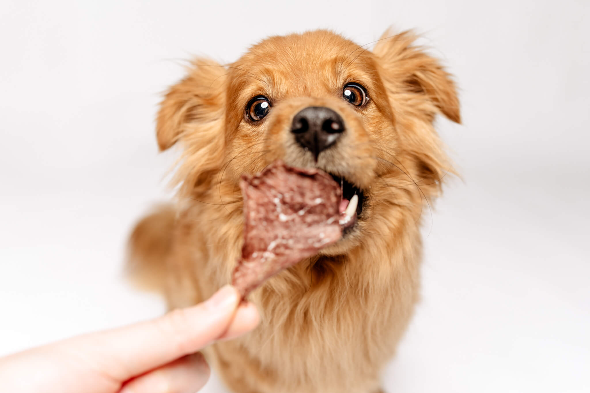 Bisogna seguire ciò che l’animale offre — 12