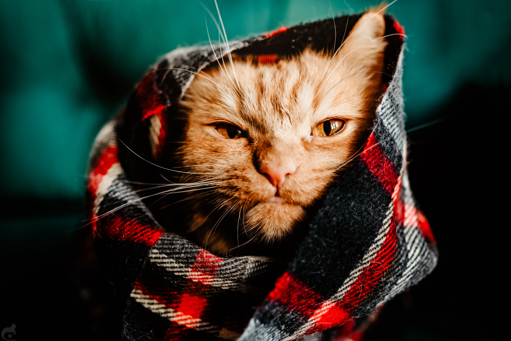 Bisogna seguire ciò che l’animale offre — 9