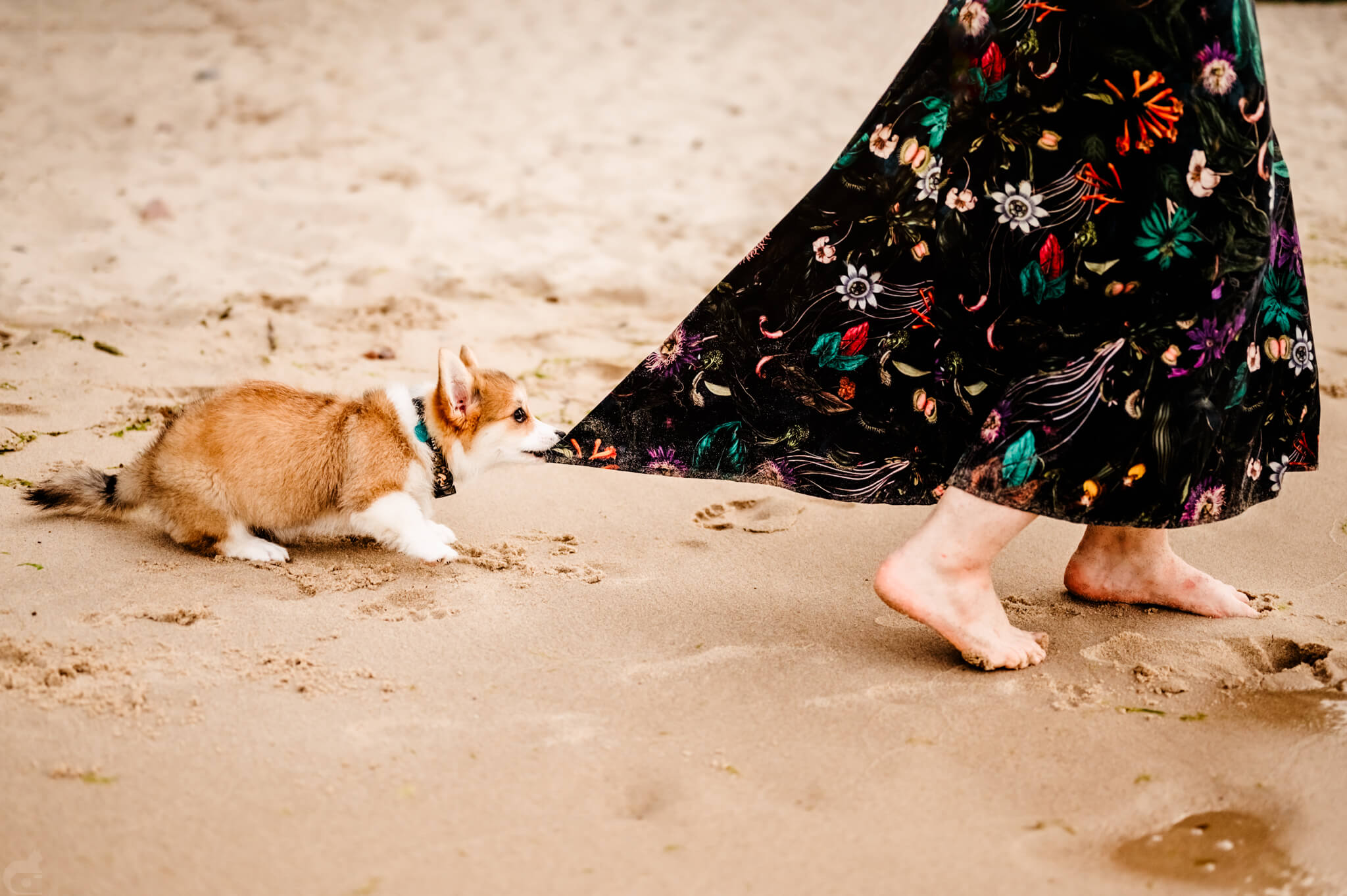 Bisogna seguire ciò che l’animale offre — 5