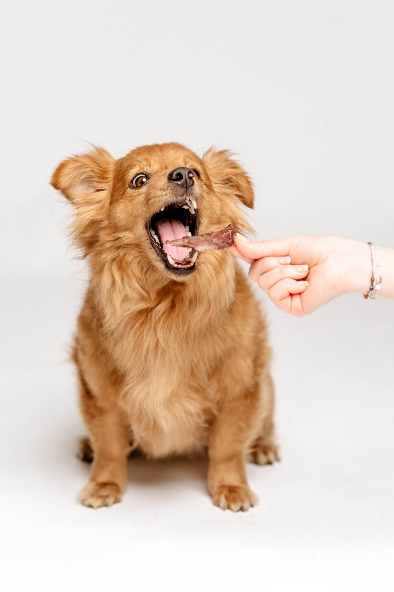 Bisogna seguire ciò che l’animale offre — 13