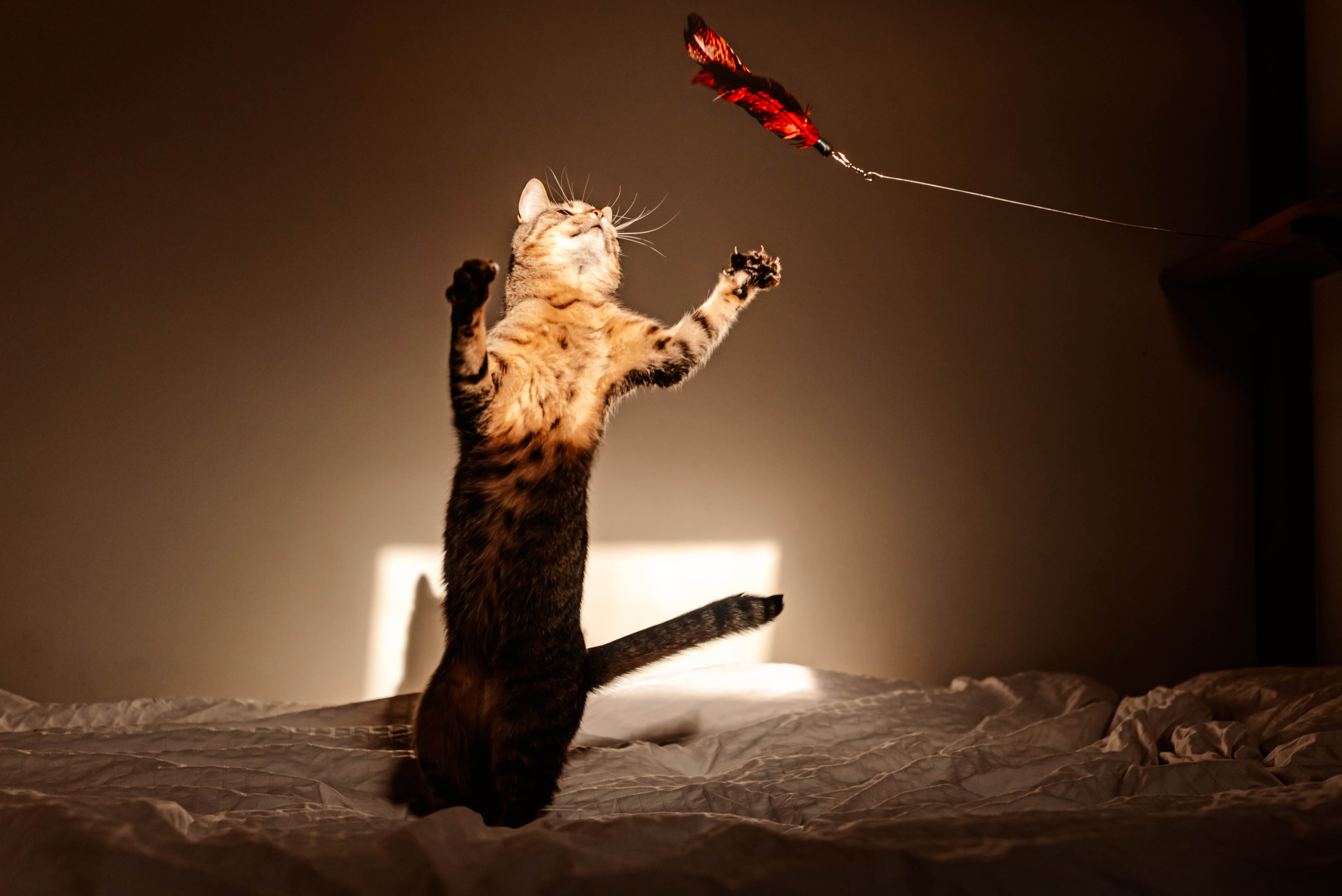 Bisogna seguire ciò che l’animale offre — 18