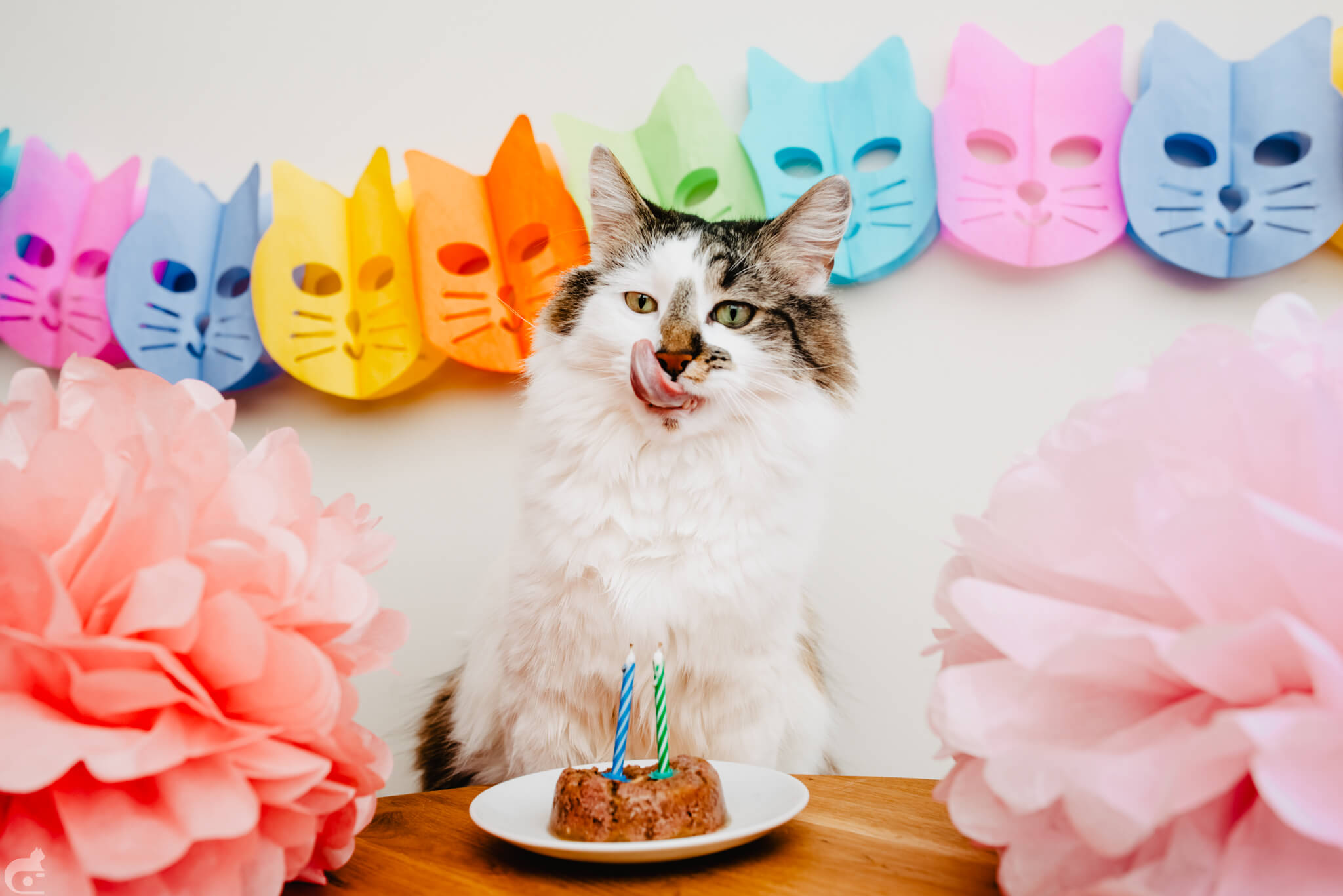 Bisogna seguire ciò che l’animale offre — 15